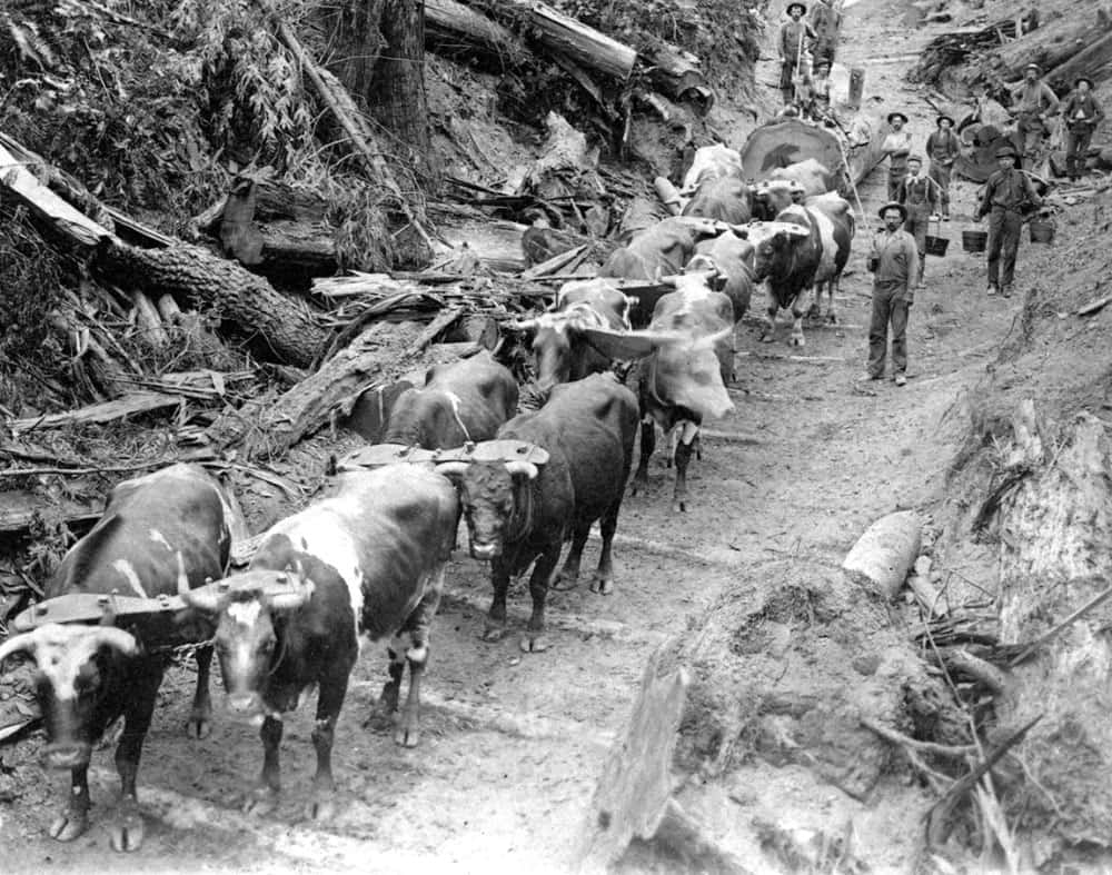 Archival photo of cattle pulling redwoods from Natures Bounty exhibit at San Mateo County History Museum