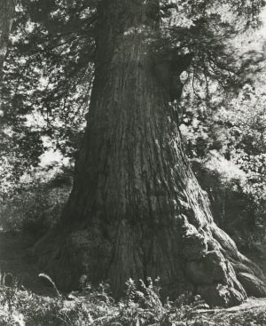 The Methuselah Redwood tree