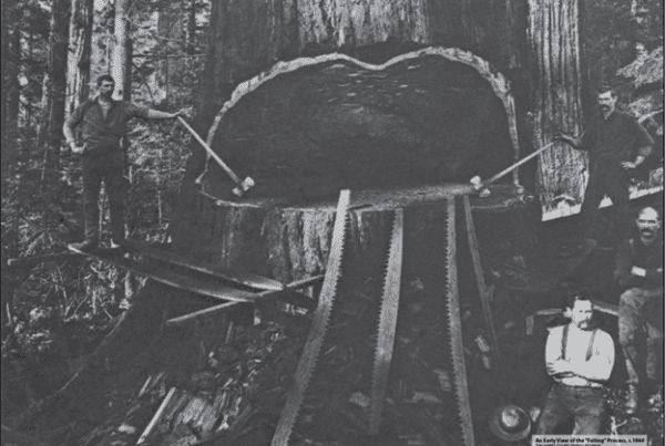 Loggers in the 1860s pose by a tree that they are cutting