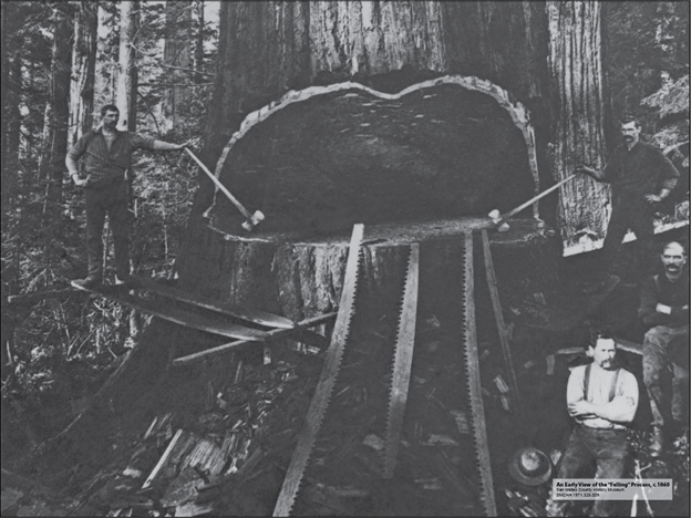 Loggers in the 1860s pose by a tree that they are cutting